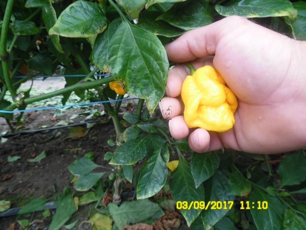 T.S.Morouga yellow (2)