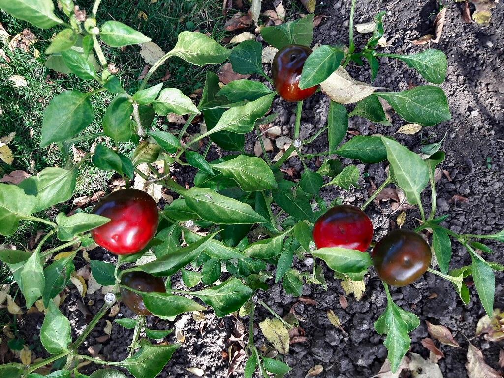 Cherry Chili 2017.10.17
