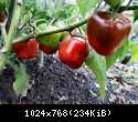 Rocoto Giant Red 2017.10.28