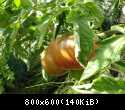 15.08 Pomidory 7