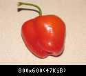 Rocoto Giant Red