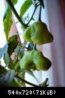 07.08.13 - Parapetowy Bishop Crown - owoce