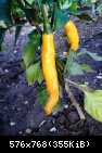 03.09.13 - Na jedynym krzaku Yellow/Gold Cayenne pojawiły się wybarwione owoce.