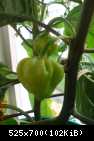 Caribbean Red Owoce :)