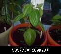 Rocoto Giant Red
