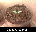 Grow box - Piri Piri - number 1, d6 h16