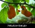 Habanero Orange2
