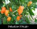 Habanero Orange1