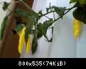 15.08.13 - Parapetowy Lemon Drop - owoce