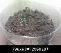 Grow box - Piri Piri - number 2, d5 h16